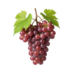 Fototapeta premium Grapevine – Ultra Realistic High Resolution PNG Isolated on White Background with Crisp Natural Details