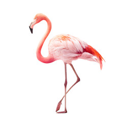 Obraz premium Elegant pink flamingo standing gracefully on one leg isolated on transparent background