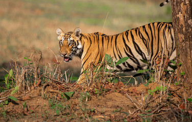 Sub adult tiger coming out of the bush in the forest. Close up, selective focus.