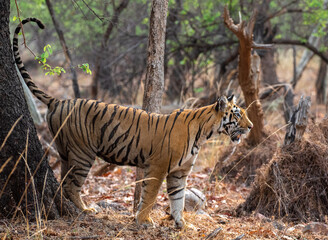 Tiger marking its territory in the forest. Selective focus. 