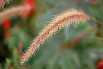 A close-up of a pennisetum plant on a green background.