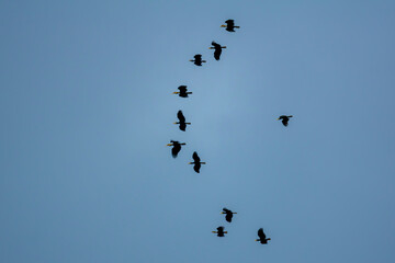 A majestic flock of hornbills soaring across the sky—nature’s timeless masterpiece in motion, a rare spectacle of grace and power worth cherishing.