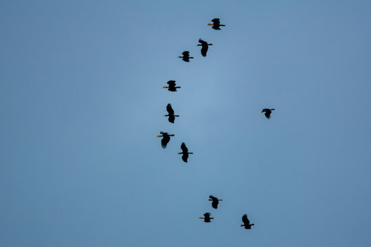 A majestic flock of hornbills soaring across the sky—nature’s timeless masterpiece in motion, a rare spectacle of grace and power worth cherishing.