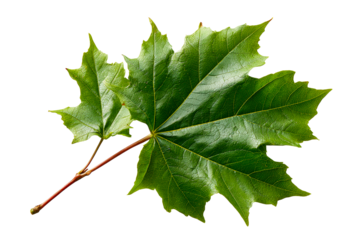 Large Green Maple Leaf with Jagged Edges and Red Stem on White