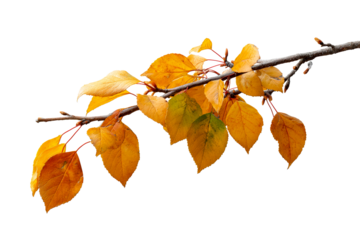 Vibrant autumn leaves on a branch