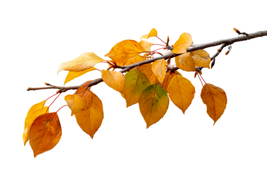Vibrant autumn leaves on a branch