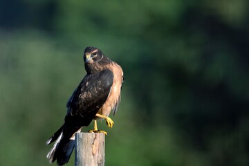 Majestic hawk on a wooden post with blurred green background.