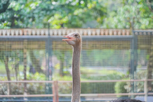A funny, curious ostrich head peeking out from behind a fence, with its mouth open in a goofy expression.