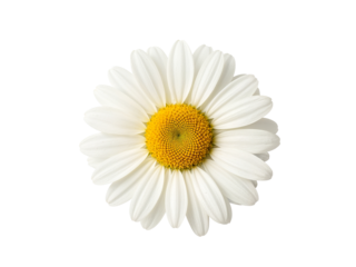 White daisy flower isolated, close-up bloom with yellow center, macro nature image for design, decor, greeting cards