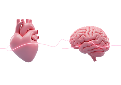 Human Heart and Brain: Anatomy Illustration Isolated on Transparent Background