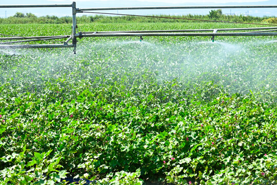 irrigation with sprinklers in cotton field - Powered by Adobe