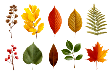 Colorful autumn leaves on clear background