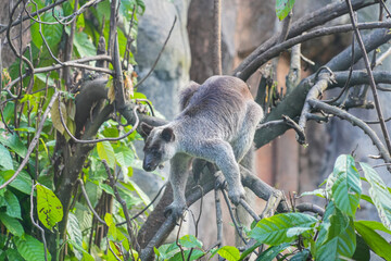 A Grizzled Tree-Kangaroo (Dendrolagus Inustus) perched on a branch, surrounded by lush green leaves in a tropical setting.