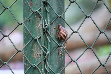 A close-up of a snail with a striped shell climbing a green metal fence post.