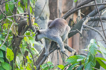 A Grizzled Tree-Kangaroo (Dendrolagus Inustus) perched on a branch, surrounded by lush green leaves in a tropical setting.