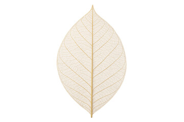 Obraz premium Preserved Delicate Leaf Showing Intricate Veins on Transparent Background