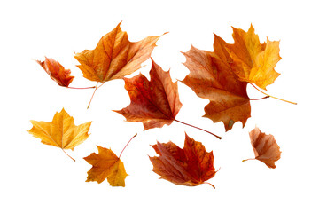 Artful autumn leaves on clear backdrop