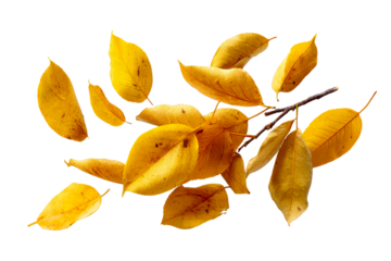 Yellow leaves on clear background