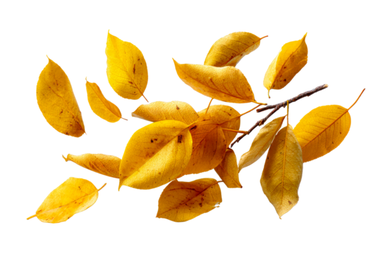 Yellow leaves on clear background
