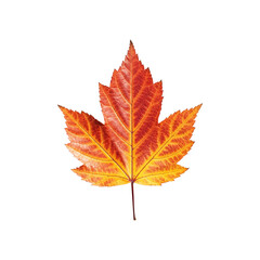 Autumn Leaf &ndash; Isolated on White Background &ndash; Ultra Realistic High Resolution Transparent PNG