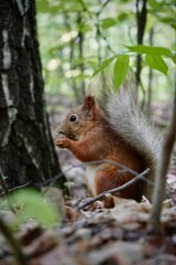 squirrel in the park