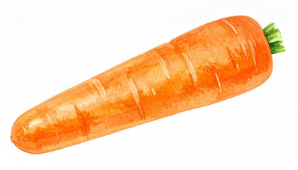 Sweet raw carrot tuber isolated on white background cutout 