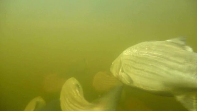 A school of striped bass swimming underwater in a murky environment