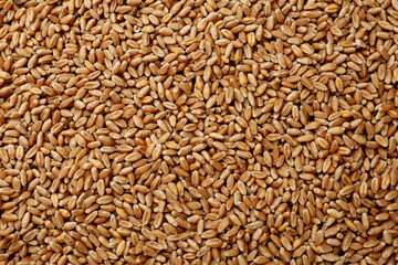 Raw wheat grains as background, top view