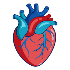 Vibrant anatomical heart illustration symbolizing life, health, and medical science, perfect for healthcare and educational materials.