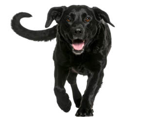 Black Dog Walking Toward Camera, Front Perspective, Tail Wagging, Isolated