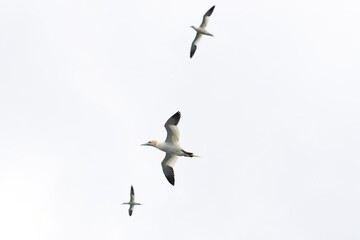 Skellig birds in flight