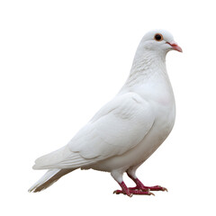 Naklejka premium Standing White Dove Isolated on Transparent Background for Purity Concept