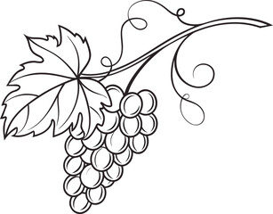 Vector art of grape vine with bunch of grapes isolated on white background, line drawing
