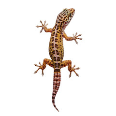 Fototapeta premium Close up of a leopard gecko against a plain background studio shot