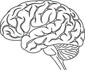 Vector art of human brain anatomy line art isolated on white background