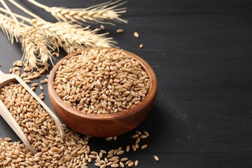 Wheat grains in bowl, scoop and spikelets on black wooden table, closeup. Space for text