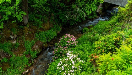 Fototapeta premium Creek flows through lush forest