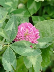 Close-up of a vibrant pink clover flower surrounded by lush green leaves