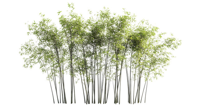 Watercolor Bamboo Trees Collection Isolated on White Background