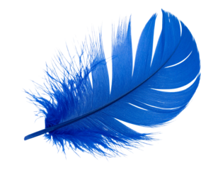 Angled Blue Bird Feather with Natural Texture, Transparent PNG
