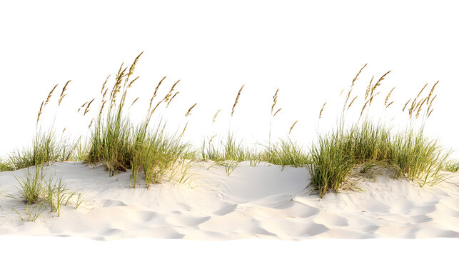 Beach Sand Dunes with Coastal Grass Isolated on White Background