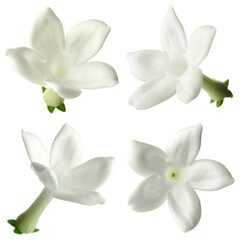 Fototapeta premium Small jasmine flowers isolated on white, set