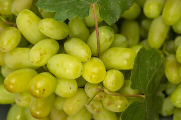 Kishmish White grape variety macro