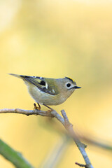 Goldcrest bird, Regulus regulus, foraging through branches of trees and bush
