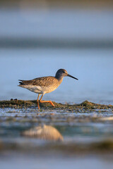 common redshank tringa totanus wading bird