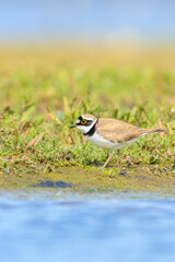 Closeup of a Little ringed plover, Charadrius dubius, foraging