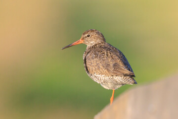 common redshank tringa totanus in farmland during sunset