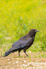 Closeup of a carrion crow Corvus corone black bird foraging