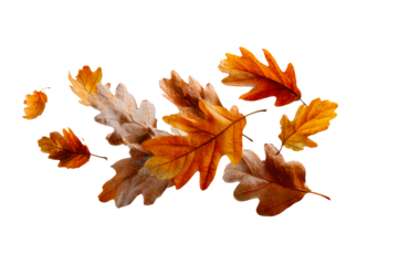 Scattered Oak Leaves in Various Shades of Autumn Orange and Brown