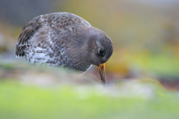 Purple sandpiper, calidris maritima, shorebird foraging between rocks